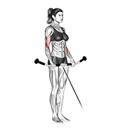 Reverse Curl (Cable)