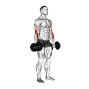 Reverse Curl (Dumbbell)