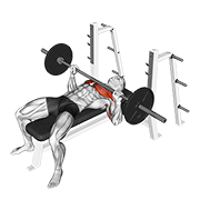 Bench Press (Barbell)